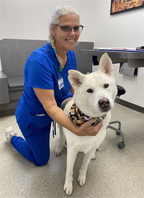 Veterinary Diagnostics in Indianapolis, IN | Broad Ripple Animal Clinic