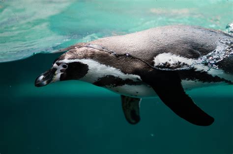 [200+] Penguin Wallpapers | Wallpapers.com