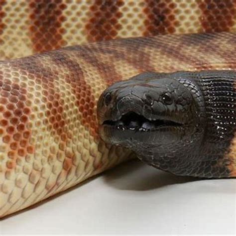 Image result for Black Demon Python