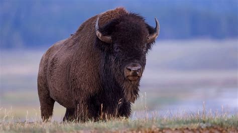 Texas A&M Study: After 120 Years Of Conservation Efforts, Yellowstone Bison Are A Single ...