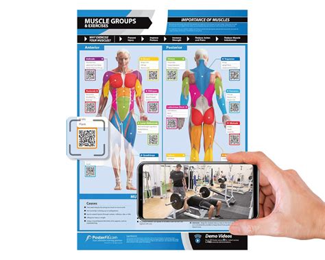 Muscle Groups & Exercises | Anterior & Posterior Muscles & Exercises ...