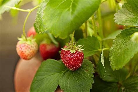 草莓种植的方法步骤 - 运富春