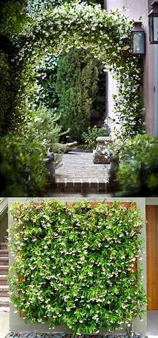 Climbing Plants For Walls by 20 Favorite Flowering Vines And Climbing Plants Page 2 Climbing Plants For Walls