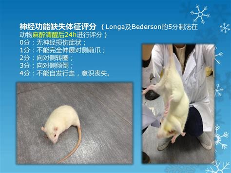 小白鼠缺磁实验图示展板图片下载_红动中国