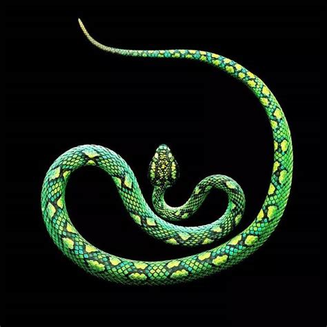 梦到蛇是什么寓意 - 梦到蛇的七大征兆 - 一条小蛇进家里好不好
