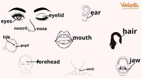 Parts Of The Face Useful Face Parts Names With Pictures The Parts Of