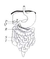 Refer to the given diagram of human digestive system and select the ...