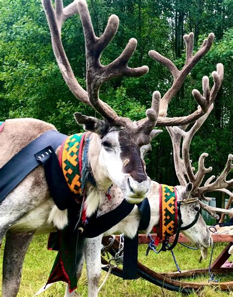 Семейная ферма «Северный олень» | Путеводитель Подмосковья
