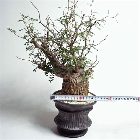 Operculicarya pachypus No2 発根済 オペルクリカリア パキプス 現地株 × 小野瀬一 作品 植木鉢 | 1989 ...