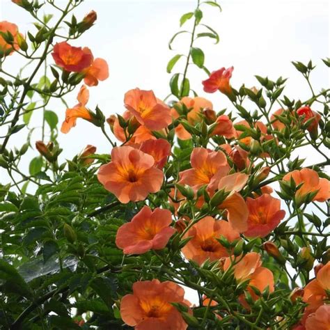 How To Kill Trumpet Vine | PlantCareToday.com