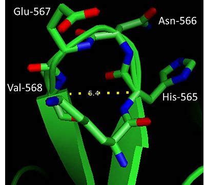 Image result for Beta Turn Structure
