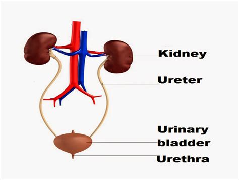 Female Urinary Anatomy Diagram at Jade Stainforth blog