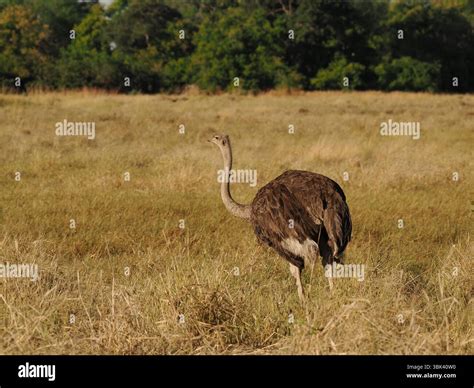 The common ostrich is the fastest running bird also the heaviest. A ...