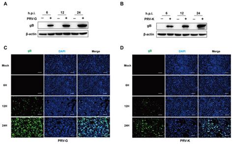 Metabolomics Analysis of PK-15 Cells with Pseudorabies Virus Infection ...