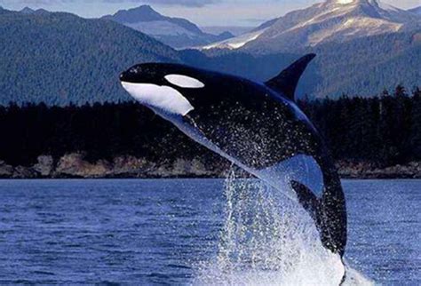 鲸鱼是什么动物类型 它是生活在水中的哺乳动物_探秘志