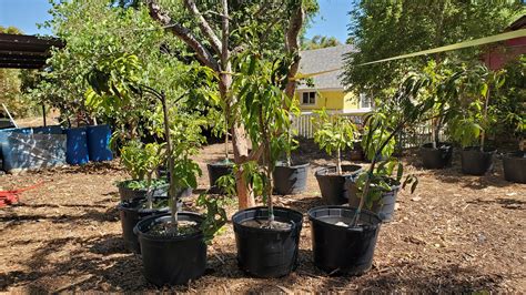 Tips for Growing Mango Tree 的图像结果