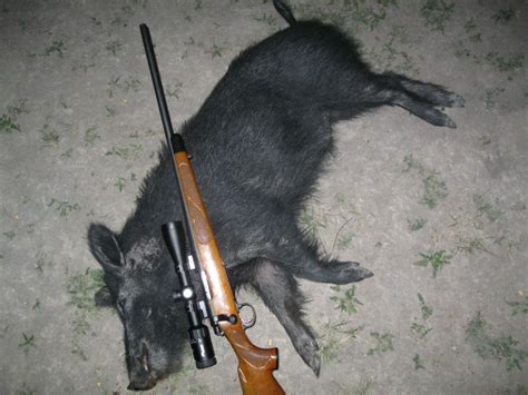Image result for Exploding Hog Hunting