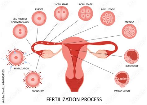 Image result for Female Reproductive System Diagram Fertilization