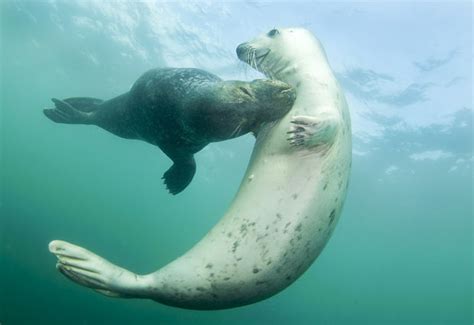British Wildlife Photography Awards 2011 ~ Discover Infotainment, Jobs ...