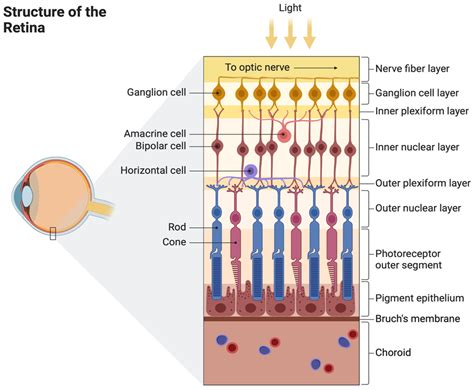 Cell Therapy for Retinal Degenerative Diseases: Progress and Prospects