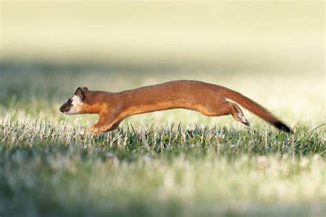 Long-Tailed Weasel Facts - Tracking