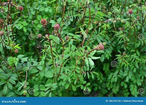 Salad Burnet Sanguisorba Minor Flower.Salad Burnet - Latin Name ...