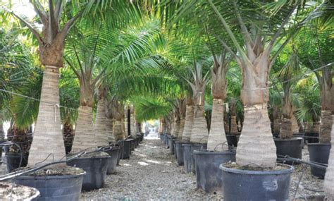 UNIQUE TREES - Outdoor Luxury