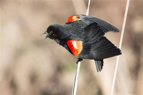 Idaho Birds-Red-winged Blackbird - migration of red winged blackbird
