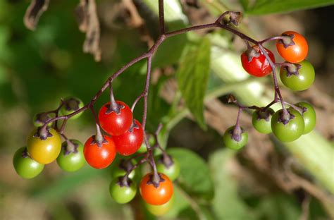 15 Common Poisonous Plants