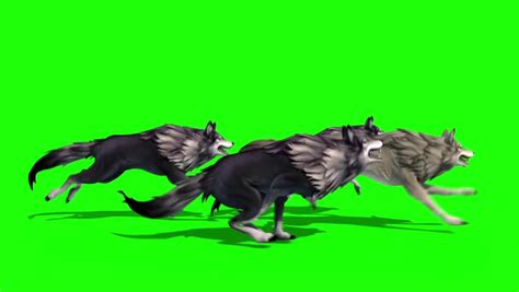 Wolves 1 Hour Loop 的图像结果