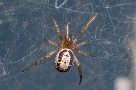 Are Orb Weaver Spiders Poisonous or Dangerous? - A-Z Animals