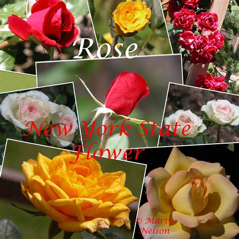 New York State Flower Rose at Albert Jonathan blog
