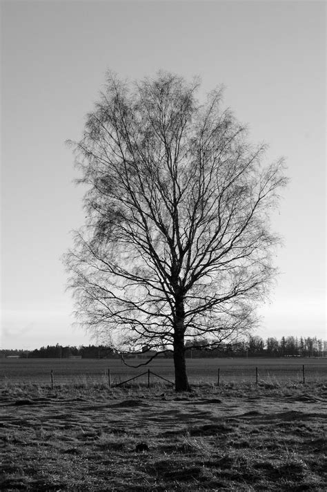 Arvore preto e branco Imagens – Download Grátis no Freepik