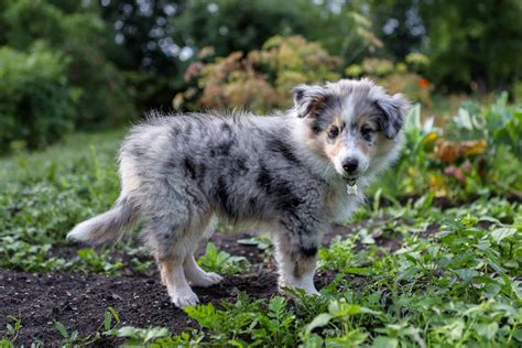 Blue Merle Sheltie: Facts, Appearance, Genetics & Pictures