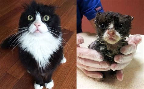 Image result for Cat Behavior Problems