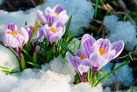 Image result for Nature Pictures of Early Spring