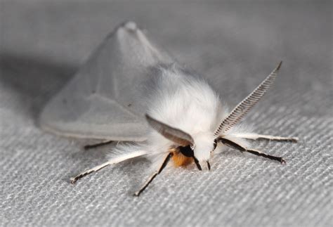 About Agreeable Tiger Moth - Maryland Biodiversity Project