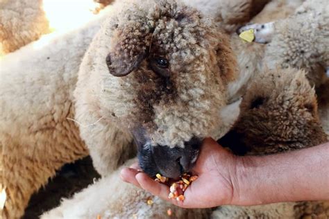 How to Raise Sheep for Absolute Beginners