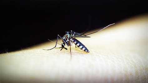 容易被蚊子叮的人 | 草根影響力新視野