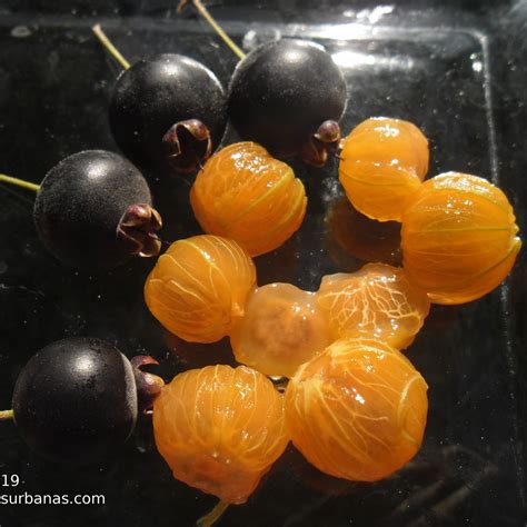 Guabiyu Fruit plant (Myrcianthes Pungens) – veliyathgardens