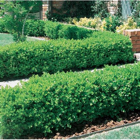 Japanese Boxwood Foundation & Hedge Shrub In Pot (1 each) Delivery or ...
