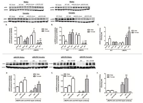 The Protective Pathways Activated in Kidneys of αMUPA Transgenic Mice ...