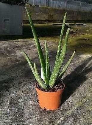 Cloud Farm Aloe Vera Plant Price in India - Buy Cloud Farm Aloe Vera ...