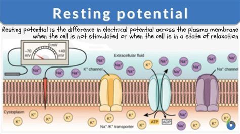 Image result for Concentration Gradient Cell Membrane