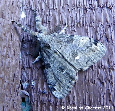 White-marked Tussock Moth Orgyia leucostigma (J E Smith, 1797 ...