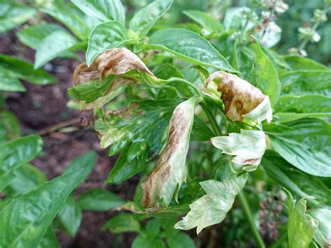 Early blight - Prevention, Control and Damage