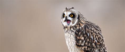 Download wallpaper 2560x1080 owl, bird, predator, sitting dual wide ...