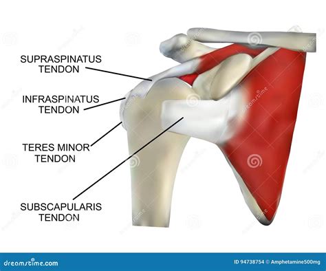 Rotator Cuff Anatomy