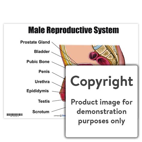 Reproductive System for Men 的图像结果