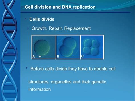Image result for DNA Cell Replication